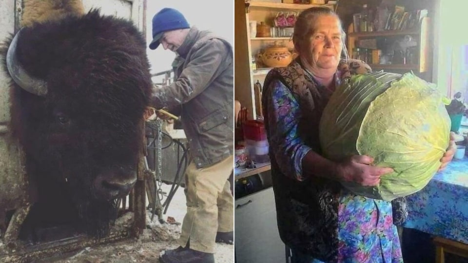 Skuteční obři svého druhu
